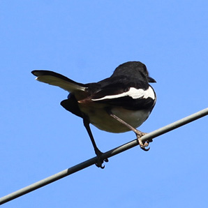 Oriental Magpie Robin